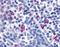 Melanocortin 5 Receptor antibody, orb85348, Biorbyt, Immunohistochemistry paraffin image 