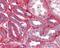 Collagen Type IV Alpha 1 Chain antibody, 49-982, ProSci, Immunohistochemistry frozen image 