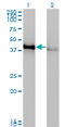 CAMP Responsive Element Binding Protein 1 antibody, LS-B6025, Lifespan Biosciences, Western Blot image 