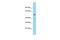 Nucleosome Assembly Protein 1 Like 2 antibody, PA5-70332, Invitrogen Antibodies, Western Blot image 