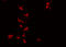 TEK Receptor Tyrosine Kinase antibody, GTX00793, GeneTex, Immunofluorescence image 