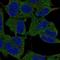Crystallin Mu antibody, NBP2-55172, Novus Biologicals, Immunofluorescence image 