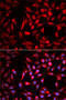 Carbonyl Reductase 1 antibody, 19-667, ProSci, Immunofluorescence image 