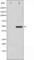 GATA Binding Protein 3 antibody, abx010833, Abbexa, Western Blot image 