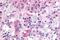 Growth Hormone Secretagogue Receptor antibody, GTX71871, GeneTex, Immunohistochemistry paraffin image 