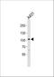 Collagen Type VI Alpha 1 Chain antibody, A02226-4, Boster Biological Technology, Western Blot image 