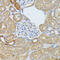 Endothelin Converting Enzyme 1 antibody, 19-770, ProSci, Immunohistochemistry paraffin image 