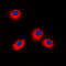 ES Cell Expressed Ras antibody, LS-C352322, Lifespan Biosciences, Immunofluorescence image 