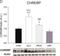 MLX Interacting Protein Like antibody, NB400-135, Novus Biologicals, Western Blot image 