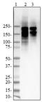 Tau Phospho (Thr181) antibody, 846603, BioLegend, Immunohistochemistry paraffin image 