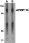 Centriolar Coiled-Coil Protein 110 antibody, LS-B8825, Lifespan Biosciences, Western Blot image 