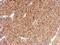 Major Histocompatibility Complex, Class I, E antibody, GTX116088, GeneTex, Immunohistochemistry paraffin image 