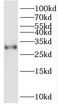 Integral Membrane Protein 2C antibody, FNab04418, FineTest, Western Blot image 