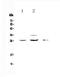 Betacellulin antibody, PA5-78887, Invitrogen Antibodies, Western Blot image 