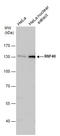 Ring Finger Protein 40 antibody, GTX115295, GeneTex, Western Blot image 