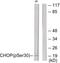 DNA Damage Inducible Transcript 3 antibody, PA5-38455, Invitrogen Antibodies, Western Blot image 