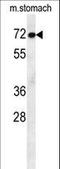 Activating Transcription Factor 7 Interacting Protein 2 antibody, LS-B12078, Lifespan Biosciences, Western Blot image 
