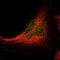 Probable Xaa-Pro aminopeptidase 3 antibody, NBP1-89030, Novus Biologicals, Immunofluorescence image 