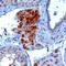 SECIS Binding Protein 2 antibody, NB100-53795, Novus Biologicals, Immunohistochemistry frozen image 