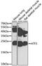 Activating Transcription Factor 3 antibody, 18-346, ProSci, Western Blot image 