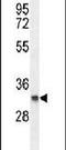 Proline Rich And Gla Domain 3 antibody, PA5-24122, Invitrogen Antibodies, Western Blot image 