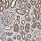 Lactate Dehydrogenase B antibody, HPA019007, Atlas Antibodies, Immunohistochemistry frozen image 