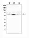 Spermine Oxidase antibody, A05519-1, Boster Biological Technology, Western Blot image 