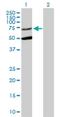 Syntaxin Binding Protein 3 antibody, H00006814-B01P, Novus Biologicals, Western Blot image 