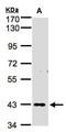 Zinc Finger Protein 211 antibody, NBP1-32446, Novus Biologicals, Western Blot image 