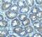 Lysosomal Associated Membrane Protein 1 antibody, 3629, ProSci, Immunohistochemistry paraffin image 