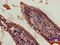 F-Box And WD Repeat Domain Containing 2 antibody, LS-C398233, Lifespan Biosciences, Immunohistochemistry paraffin image 