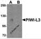 Piwi Like RNA-Mediated Gene Silencing 3 antibody, 6033, ProSci, Western Blot image 