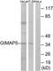 GTPase, IMAP Family Member 5 antibody, TA315583, Origene, Western Blot image 