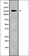 HECT Domain E3 Ubiquitin Protein Ligase 1 antibody, orb338274, Biorbyt, Western Blot image 