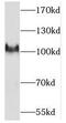 Protocadherin Alpha 3 antibody, FNab06199, FineTest, Western Blot image 