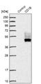 CD1b Molecule antibody, NBP1-86559, Novus Biologicals, Western Blot image 