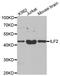 Interleukin Enhancer Binding Factor 2 antibody, PA5-76893, Invitrogen Antibodies, Western Blot image 