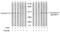 Connexin-43 antibody, AP02508PU-N, Origene, Western Blot image 