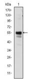 Runt-related transcription factor 1 antibody, AM06583SU-N, Origene, Western Blot image 