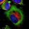 Leucine Rich Repeats And Immunoglobulin Like Domains 1 antibody, PA5-52860, Invitrogen Antibodies, Immunofluorescence image 