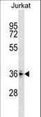 Zinc Finger Protein 346 antibody, LS-C157446, Lifespan Biosciences, Western Blot image 