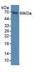 Ring Finger Protein 112 antibody, MBS2027110, MyBioSource, Western Blot image 