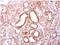 Suppressor Of Cytokine Signaling 4 antibody, NBP1-31007, Novus Biologicals, Immunohistochemistry paraffin image 