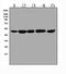 SLC9A3 Regulator 1 antibody, A02427-1, Boster Biological Technology, Western Blot image 