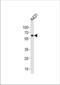 Heat Shock Protein Family D (Hsp60) Member 1 antibody, TA324748, Origene, Western Blot image 