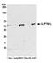 CLPTM1 Like antibody, A305-806A-M, Bethyl Labs, Western Blot image 