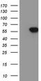 SRY-Box 9 antibody, LS-C338555, Lifespan Biosciences, Western Blot image 