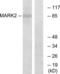 Microtubule Affinity Regulating Kinase 2 antibody, LS-B7503, Lifespan Biosciences, Western Blot image 