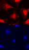 Fucosyltransferase 11 antibody, AF5964, R&D Systems, Immunocytochemistry image 