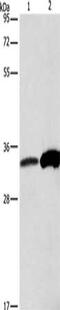 Annexin A4 antibody, CSB-PA696568, Cusabio, Western Blot image 
